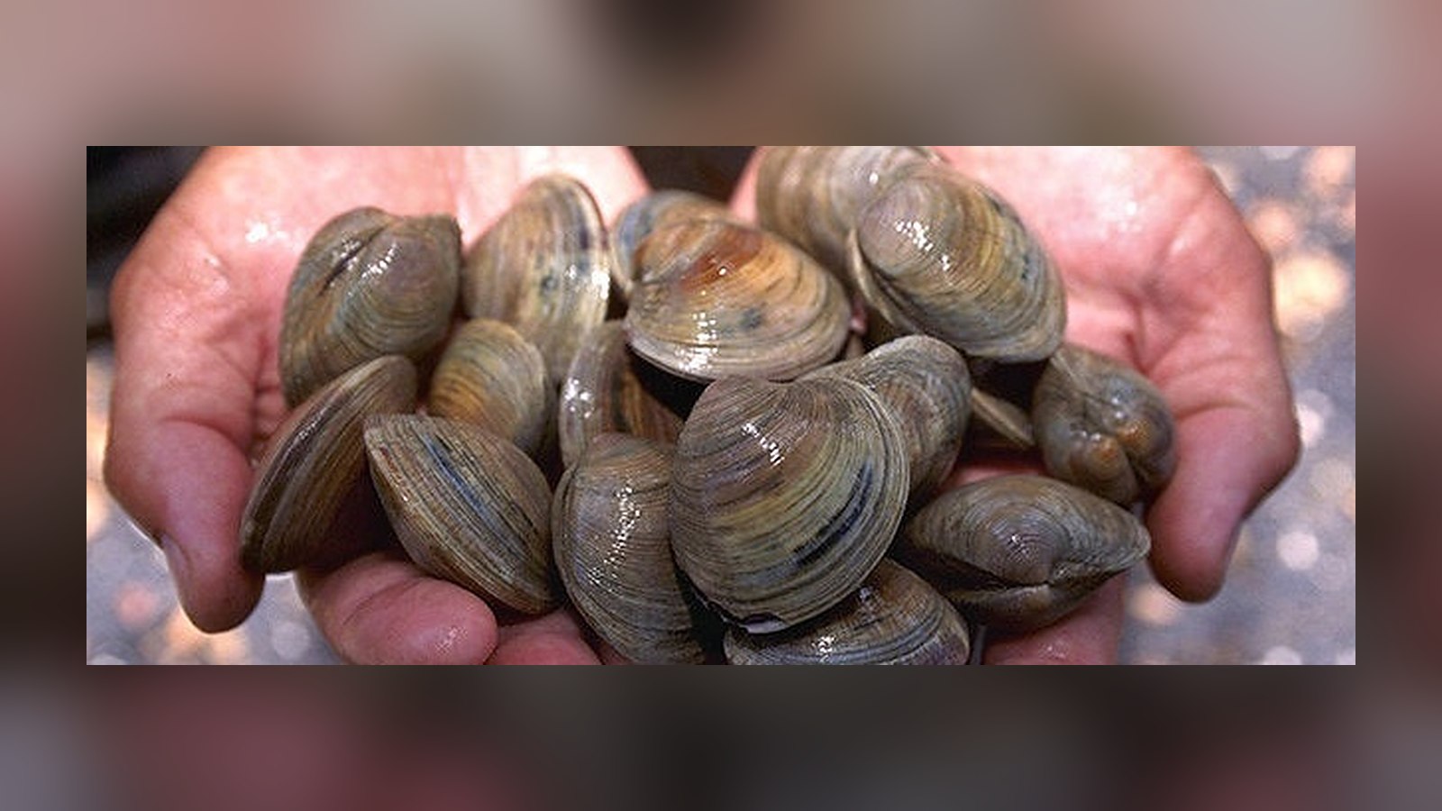 Manos sosteniendo un puñado de almejas duras
