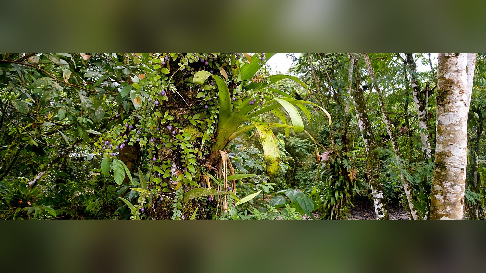 Interior de un bosque tropical húmedo con vegetación densa