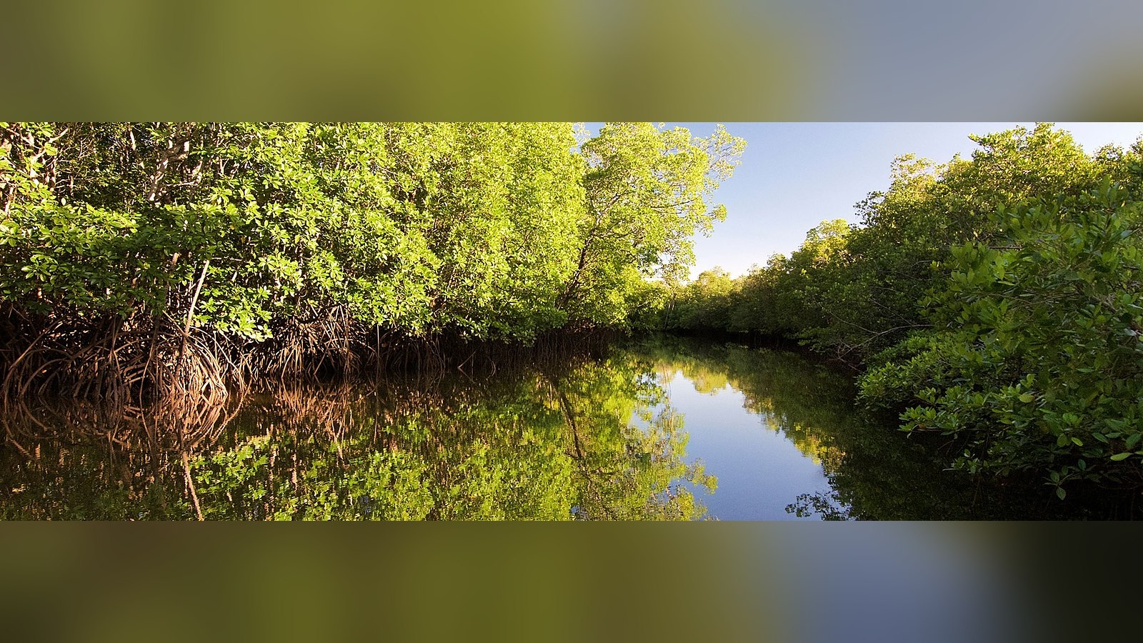 Canal de agua en calma entre dos paredes de manglar verde