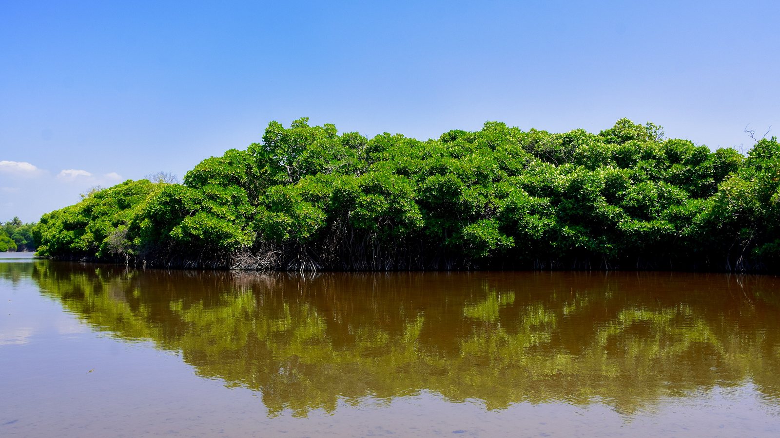 Bosque de manglar verde reflejado sobre el agua en calma