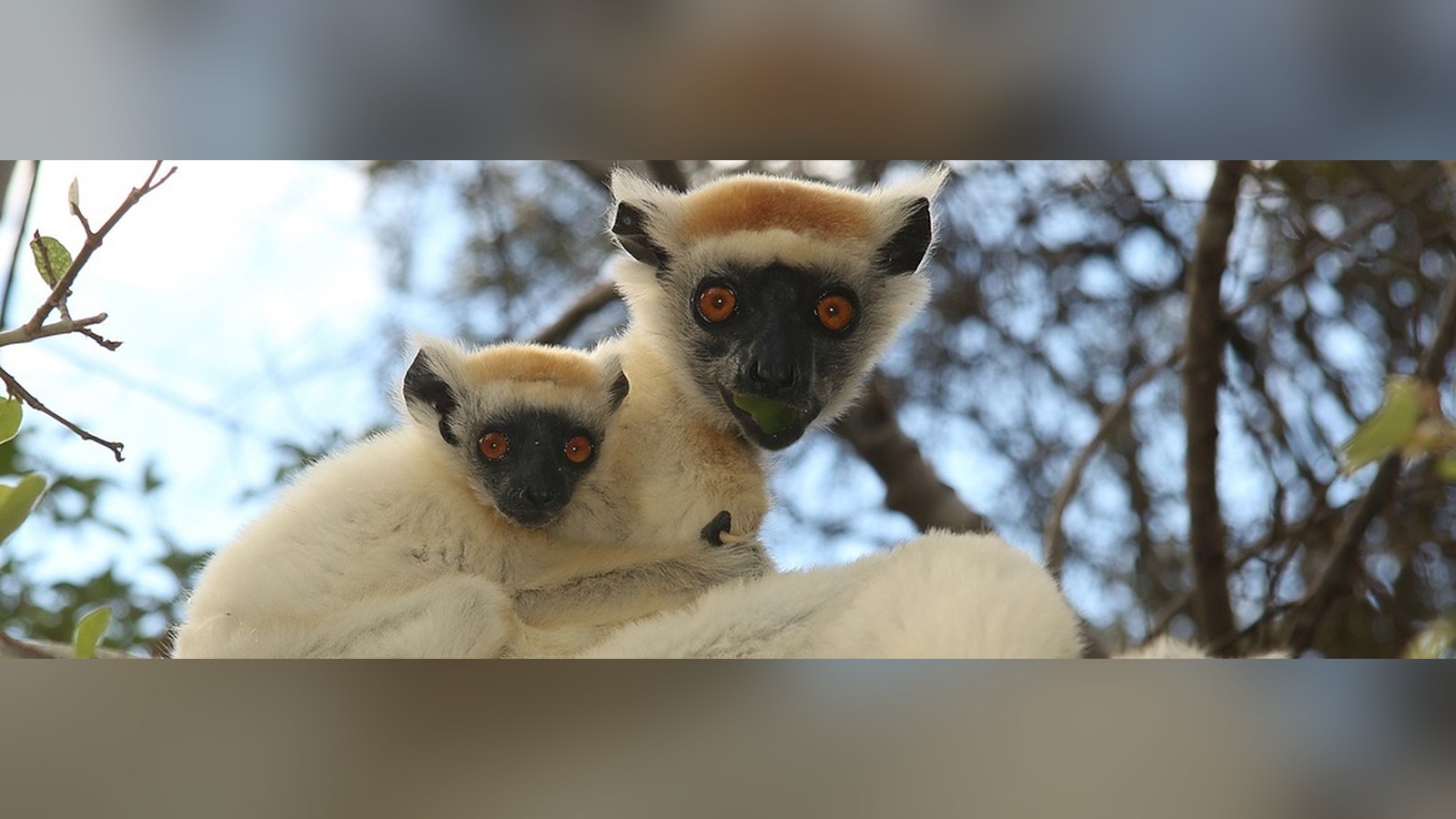 Dos sifakas de corona dorada, un lémur de Madagascar, sobre la rama de un árbol