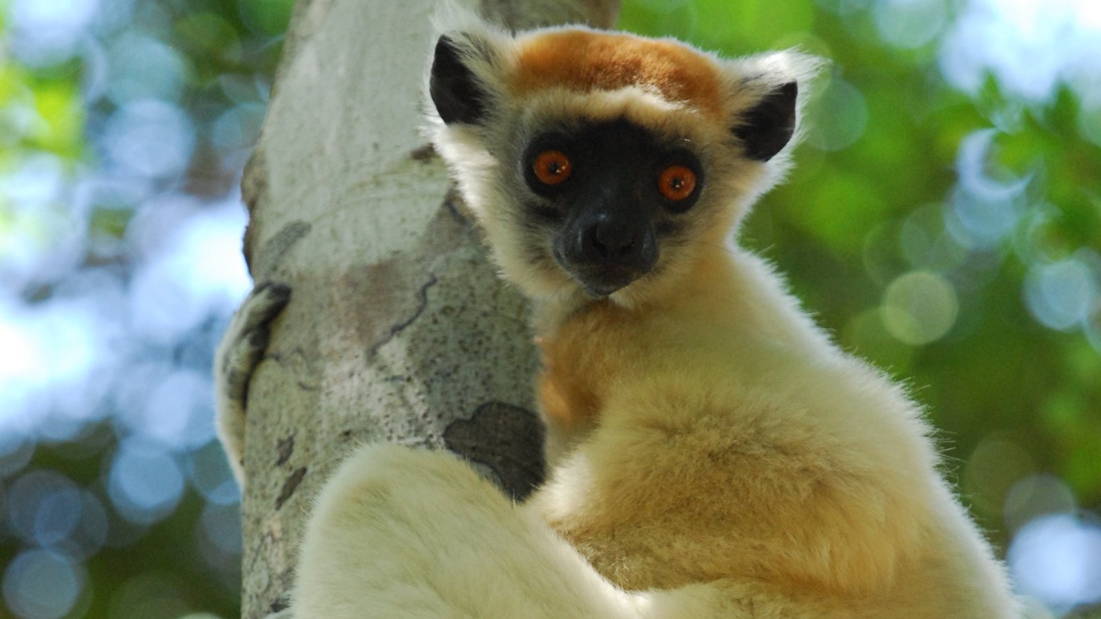 Sifaka de corona dorada, un lémur de Madagascar, agarrado al tronco de un árbol