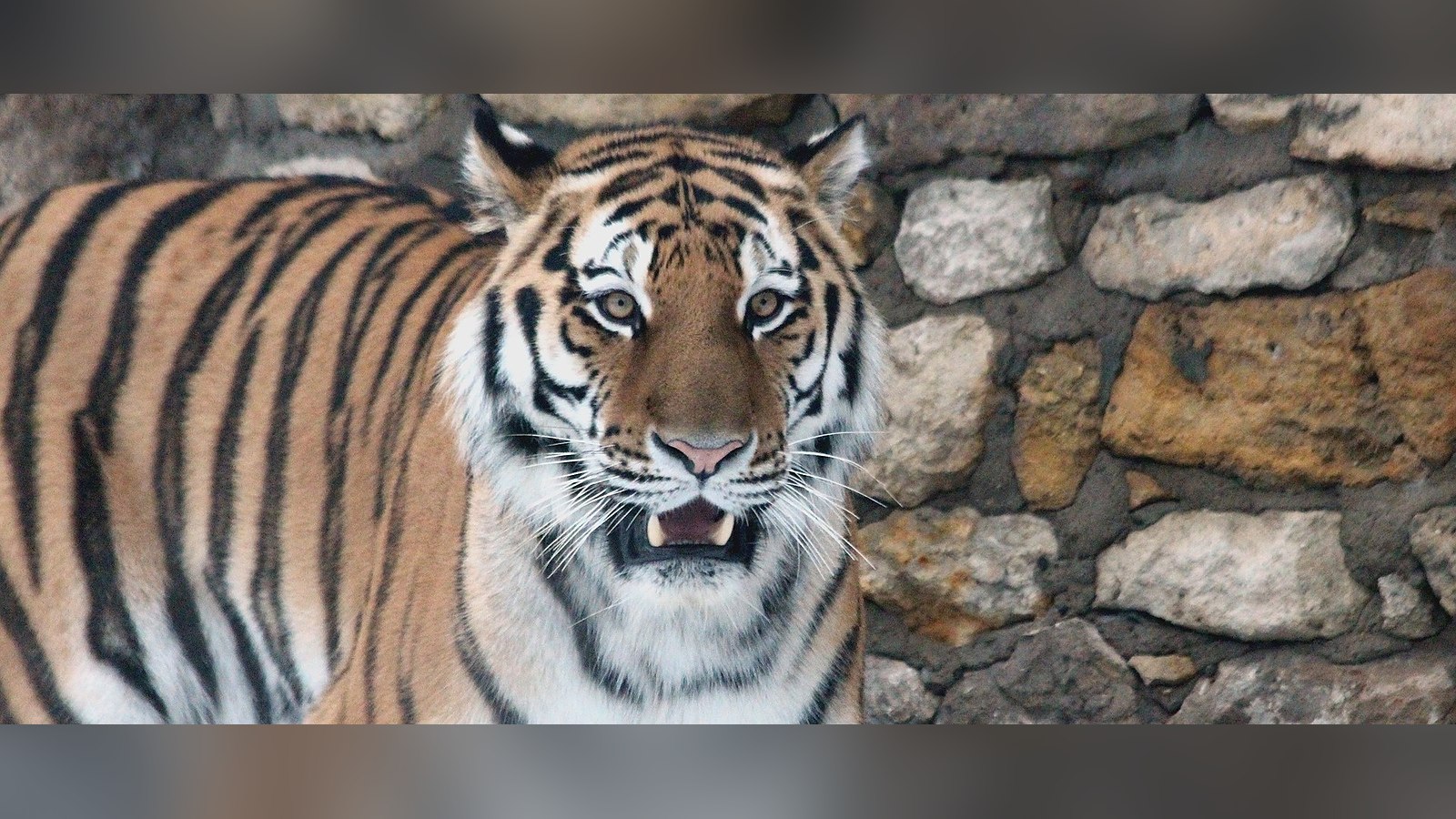 Tigre de Amur frente a un muro de piedra