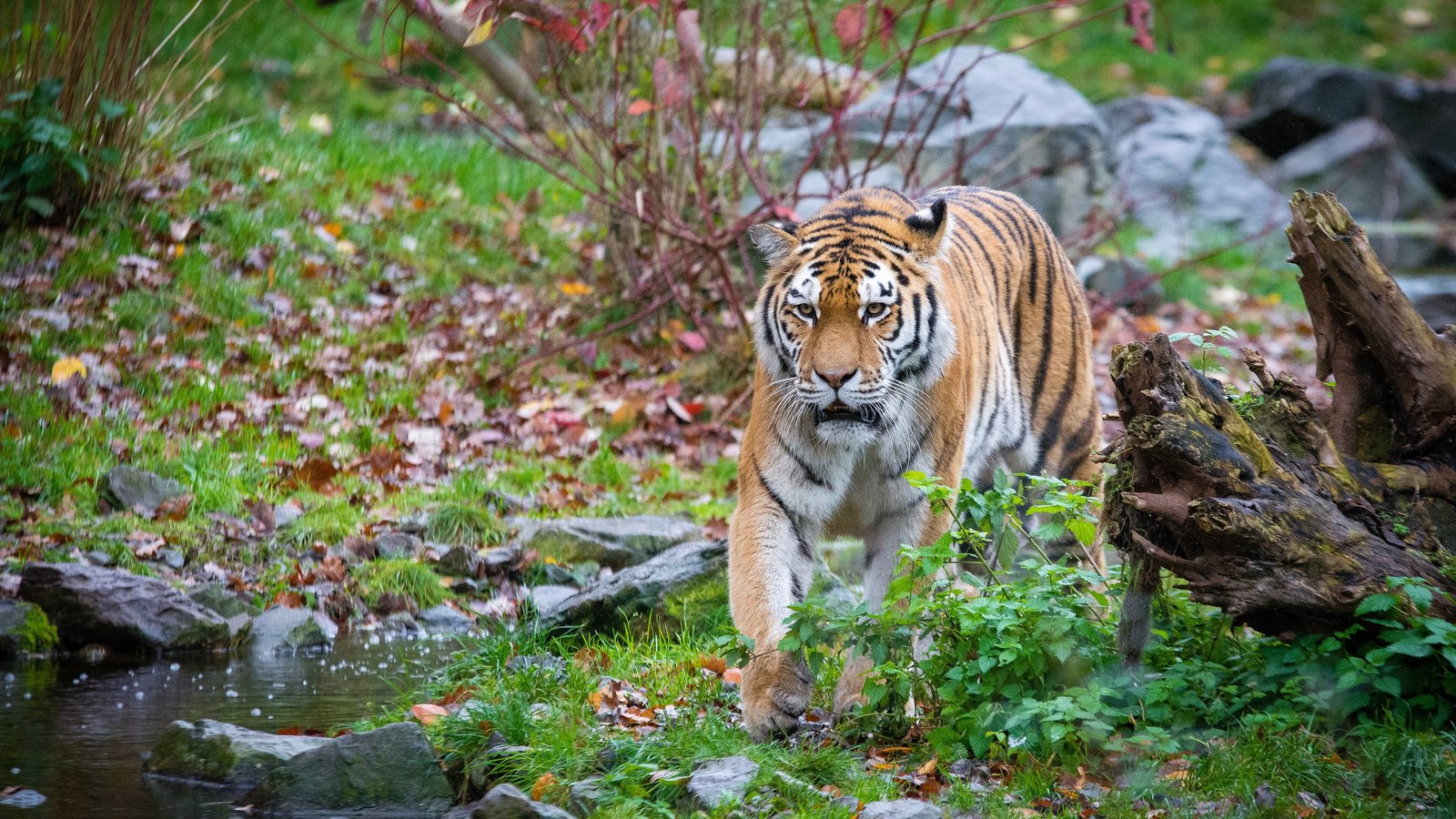 Tigre de Amur caminando entre la vegetación