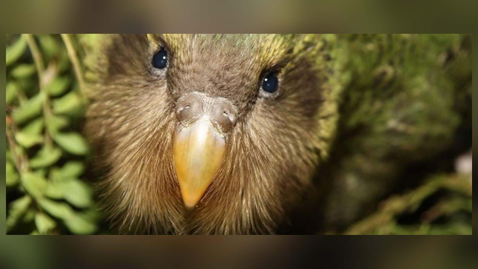 Primer plano de un kākāpō, loro verde de Nueva Zelanda, entre helechos