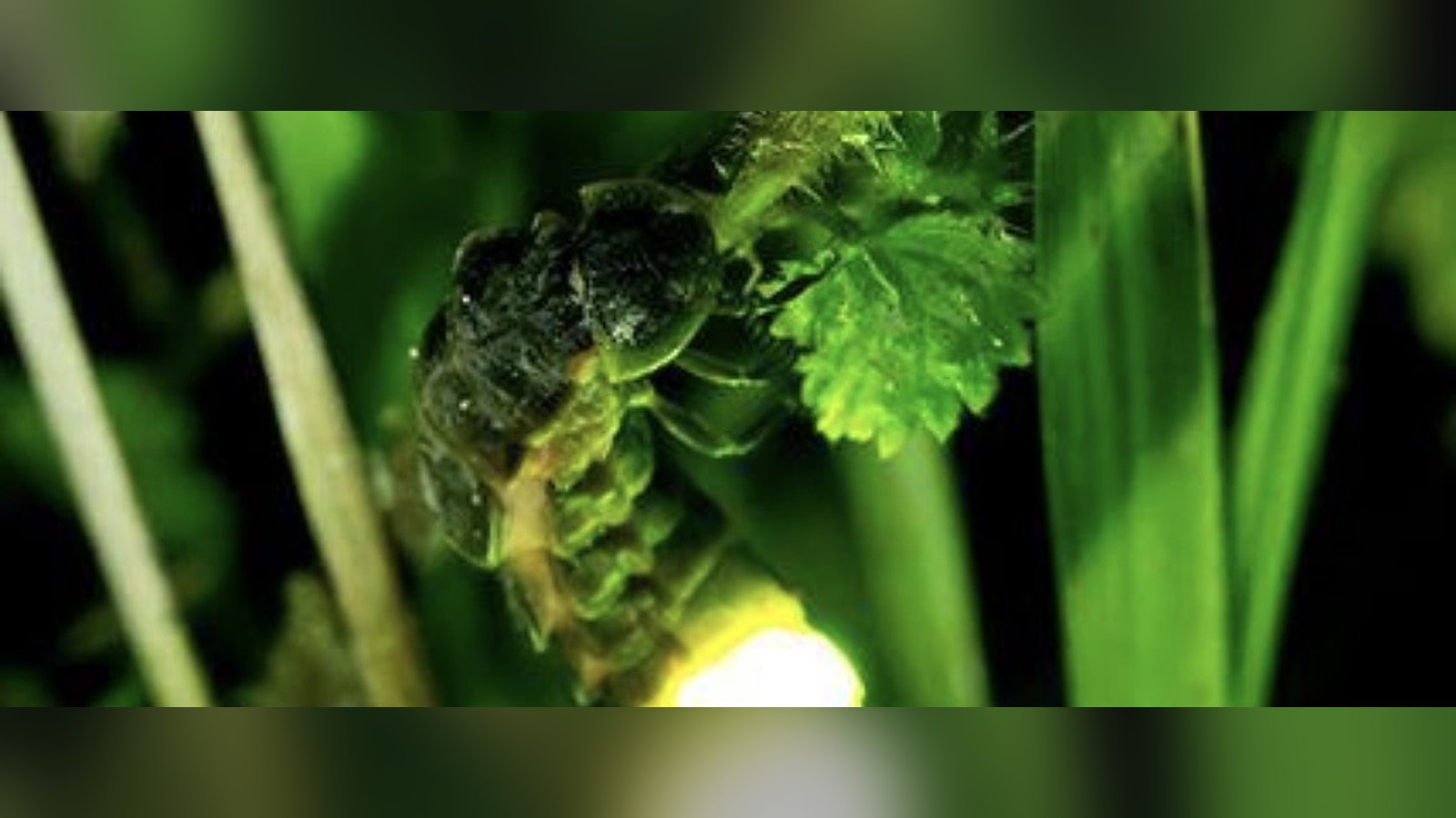 Luciérnaga europea emitiendo luz verde entre hojas
