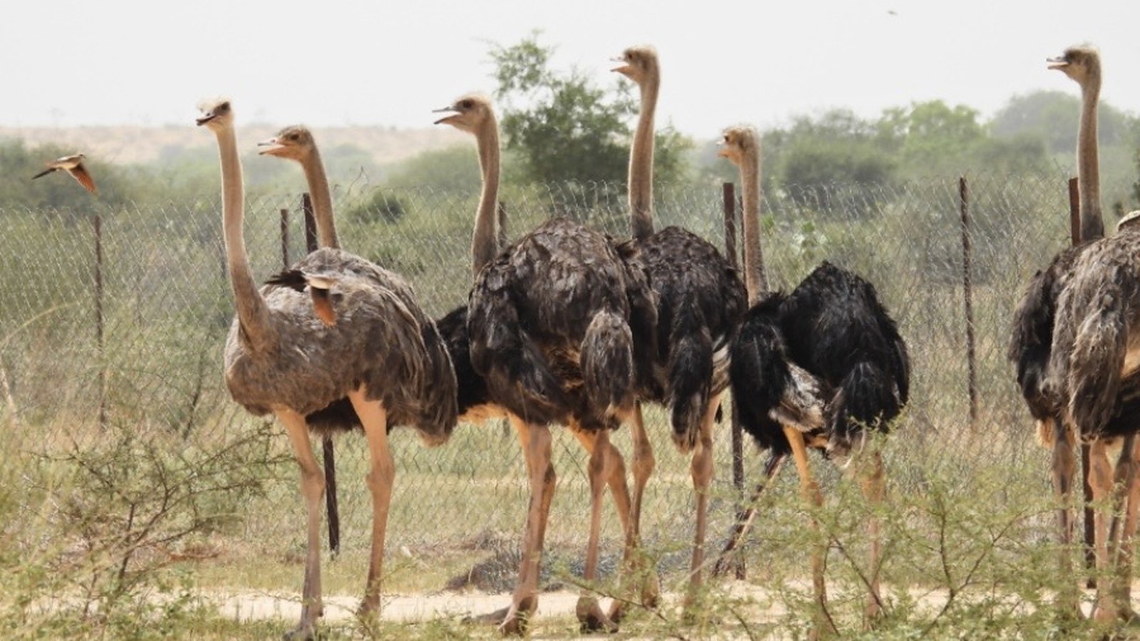 Grupo de avestruces norteafricanas junto a una valla en un recinto de aclimatación del Sahel